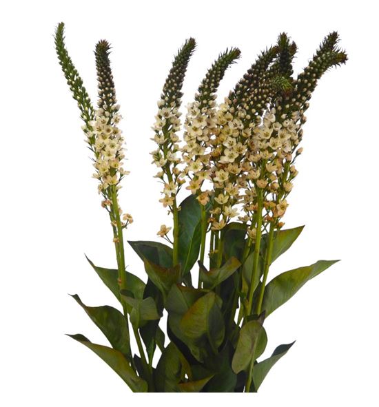Lysimachia tofee 80 - LYSTOF