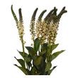 Lysimachia tofee 80 - LYSTOF