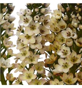 Lysimachia tofee 80 - LYSTOF