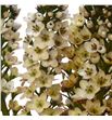Lysimachia tofee 80 - LYSTOF1