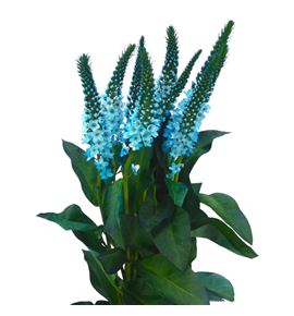 Lysimachia turquesa 80 - LYSTUR