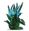 Lysimachia turquesa 80 - LYSTUR