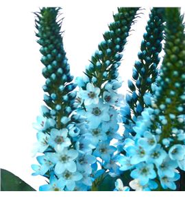 Lysimachia turquesa 80 - LYSTUR
