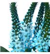 Lysimachia turquesa 80 - LYSTUR1