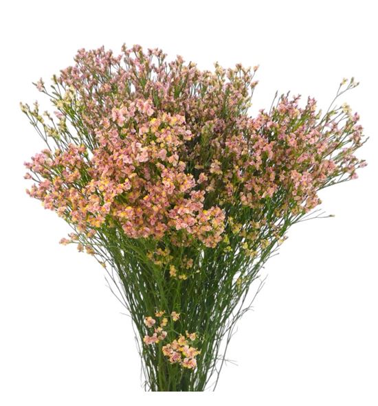 Limonium chino melocoton - LIMCHIMEL