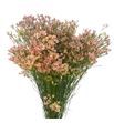 Limonium chino melocoton - LIMCHIMEL