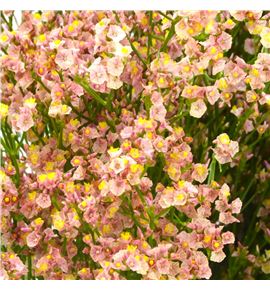 Limonium chino melocoton - LIMCHIMEL