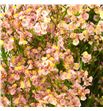 Limonium chino melocoton - LIMCHIMEL1