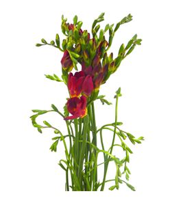Fresia fireball 50 - FREFIR