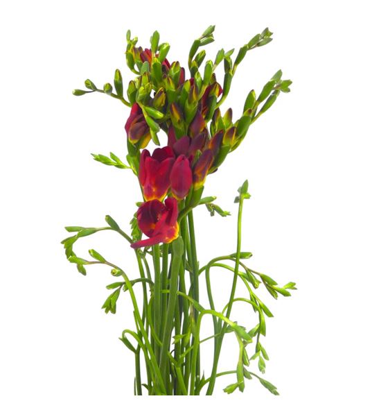 Fresia fireball 50 - FREFIR