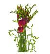 Fresia fireball 50 - FREFIR