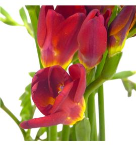 Fresia fireball 50 - FREFIR