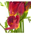 Fresia fireball 50 - FREFIR1