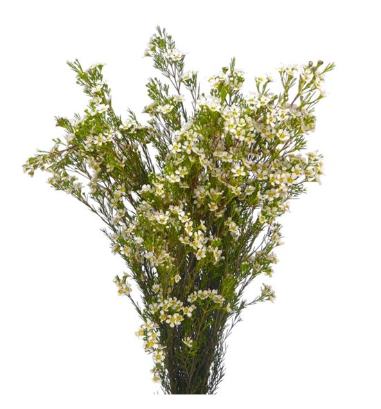 Chame un arbel 80 - CHAUNARB
