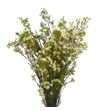 Chame un arbel 80 - CHAUNARB