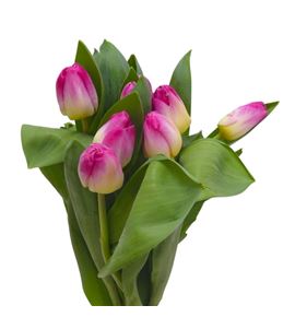 Tulipan toy 38 - TULTOY