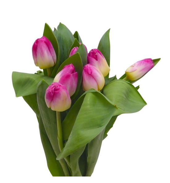 Tulipan toy 38 - TULTOY