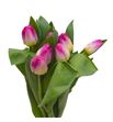 Tulipan toy 38 - TULTOY