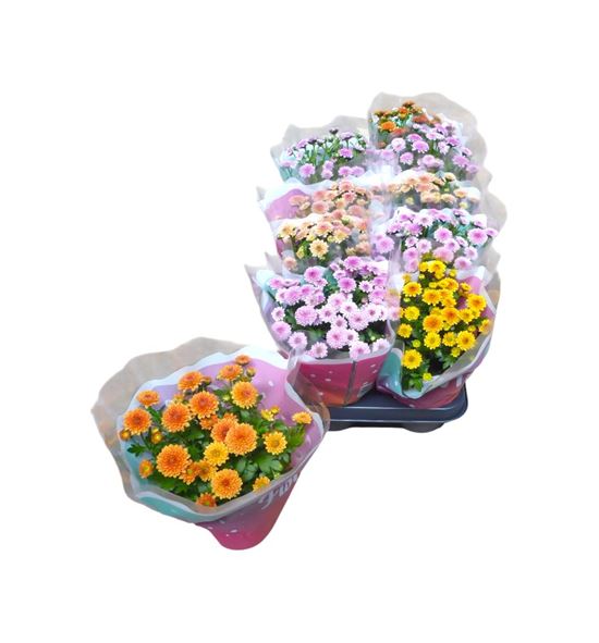 Pl. chrysanthemum mixto 25cm x10 - CRYMIX101225