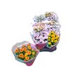 Pl. chrysanthemum mixto 25cm x10 - CRYMIX101225