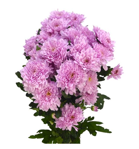 Marg hol fabienne sweet - MHFABSWE