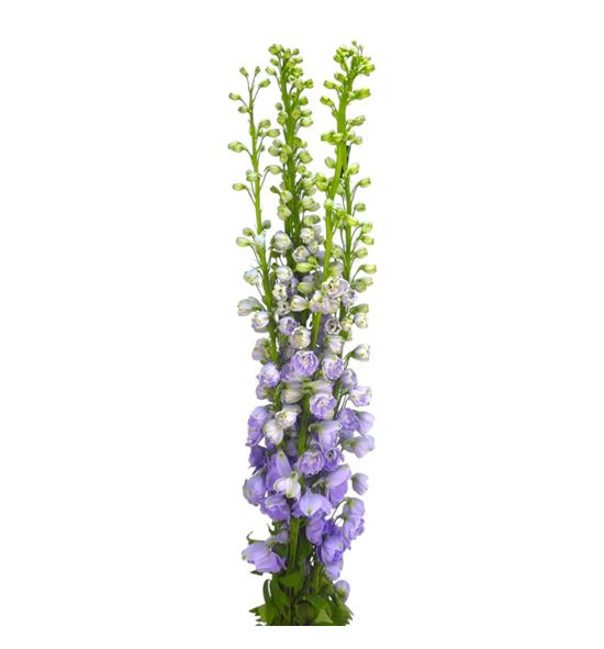 Delphinium aurora lavander 100 - DELAURLAV