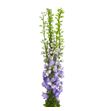Delphinium aurora lavander 100 - DELAURLAV