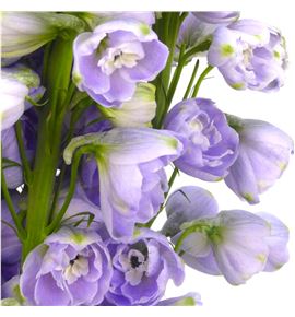Delphinium aurora lavander 100 - DELAURLAV