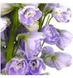 Delphinium aurora lavander 100 - DELAURLAV1