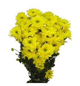 Marg hol commander yellow - MHCOMYEL