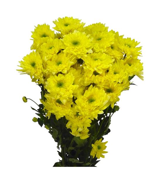 Marg hol commander yellow - MHCOMYEL