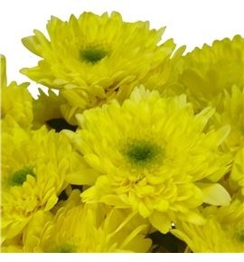 Marg hol commander yellow - MHCOMYEL