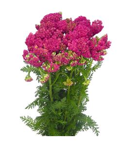 Achilea fucsia - ACHFUCNAC