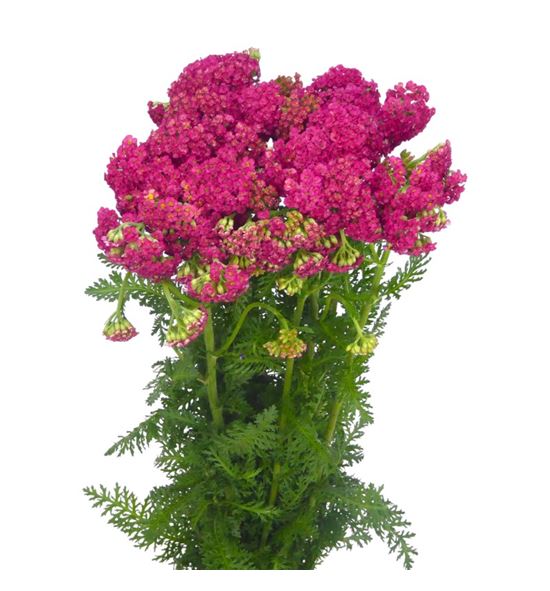 Achilea fucsia - ACHFUCNAC
