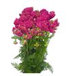 Achilea fucsia - ACHFUCNAC