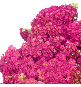 Achilea fucsia - ACHFUCNAC