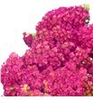 Achilea fucsia - ACHFUCNAC1
