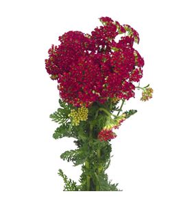 Achilea rojo - ACHROJNAC