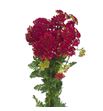 Achilea rojo - ACHROJNAC