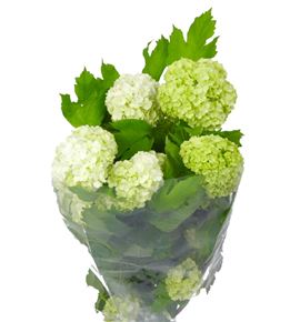Viburnum roseum 70 - VIBROS