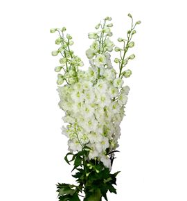 Delphinium dewi siberia 60 - DELDEWDUT