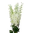 Delphinium dewi siberia 60 - DELDEWDUT