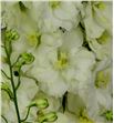 Delphinium dewi siberia 60 - DELDEWDUT2