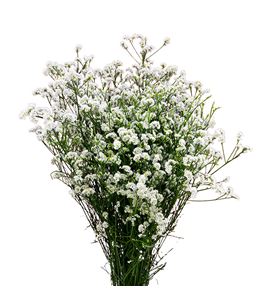 Limonium white neto 80 - LIMWHIDIA