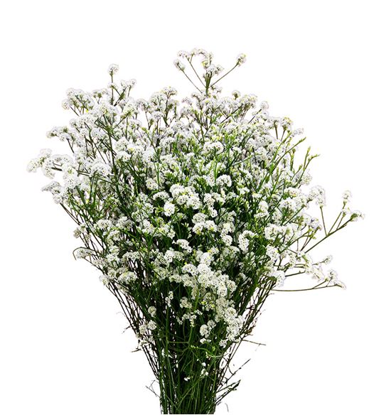 Limonium white neto 80 - LIMWHIDIA