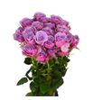 Rs ramificada purple sky 60 - RTRPURSKY