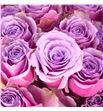 Rs ramificada purple sky 60 - RTRPURSKY1