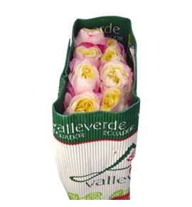 Rosa ecu fatima garden 60 - REFAR12