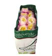 Rosa ecu fatima garden 60 - REFAR12