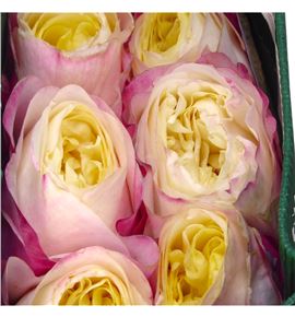 Rosa ecu fatima garden 60 - REFAR12